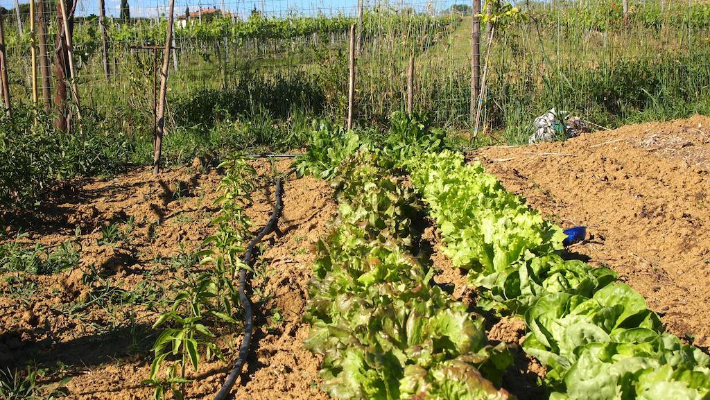 Agriturismo La Terra 瓦里亚诺 外观 照片